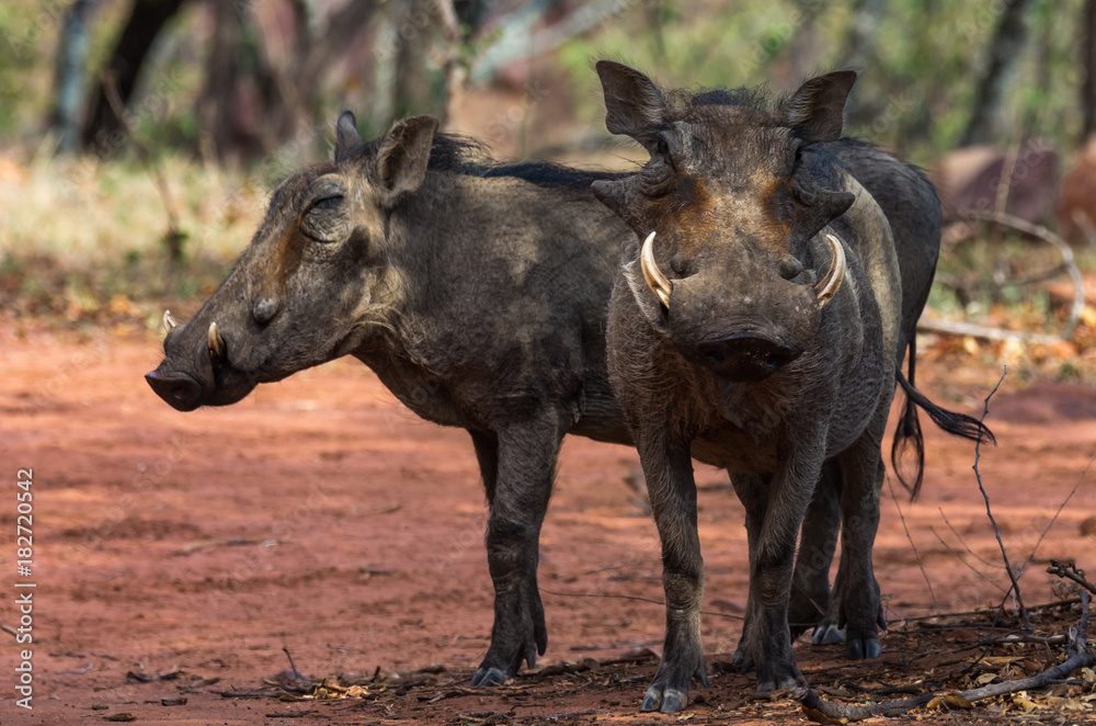 Fototapeta premium Two warthog boars showing full body profiles