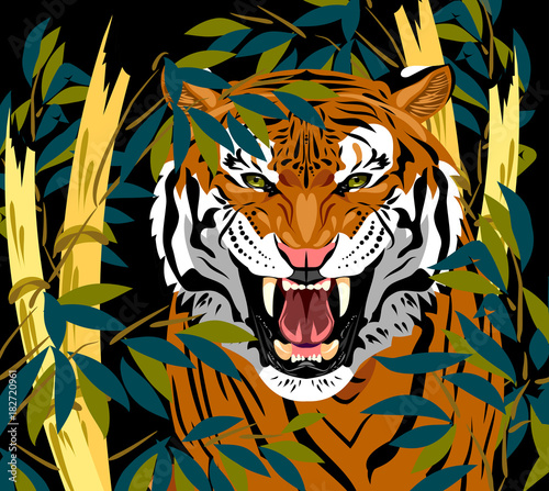 Fototapeta Naklejka Na Ścianę i Meble -  Portrait of a growling tiger in green bamboo thickets
