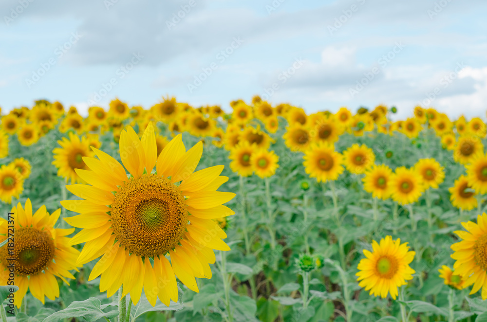 Sunflower in the garden.Sunflower field.