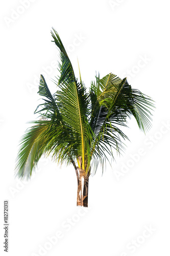 Coconut tree on white background   