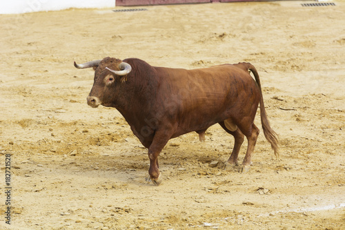 Toro bravo español en la arena de una plaza de toros