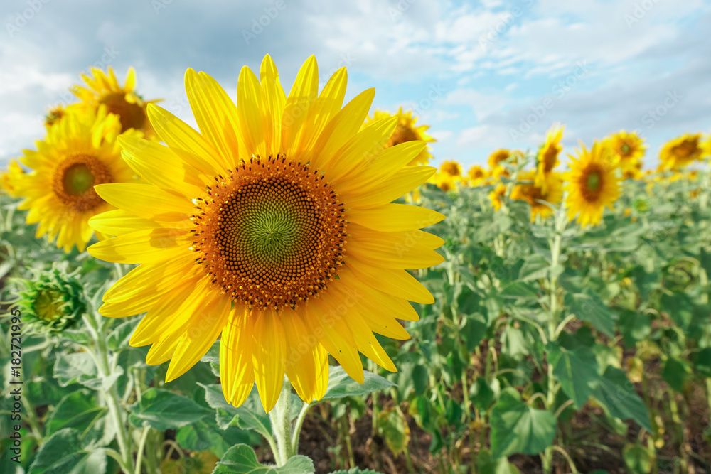 Fototapeta premium Sunflower in the garden.Sunflower field.