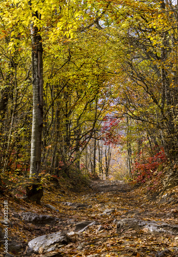 stony road in the autumn forest