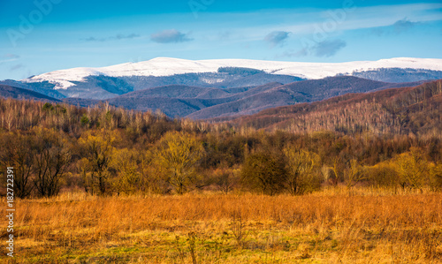 beautiful springtime scenery in Carpathian mountains. snowy top of Polonina Runa mountain ridge in the distance