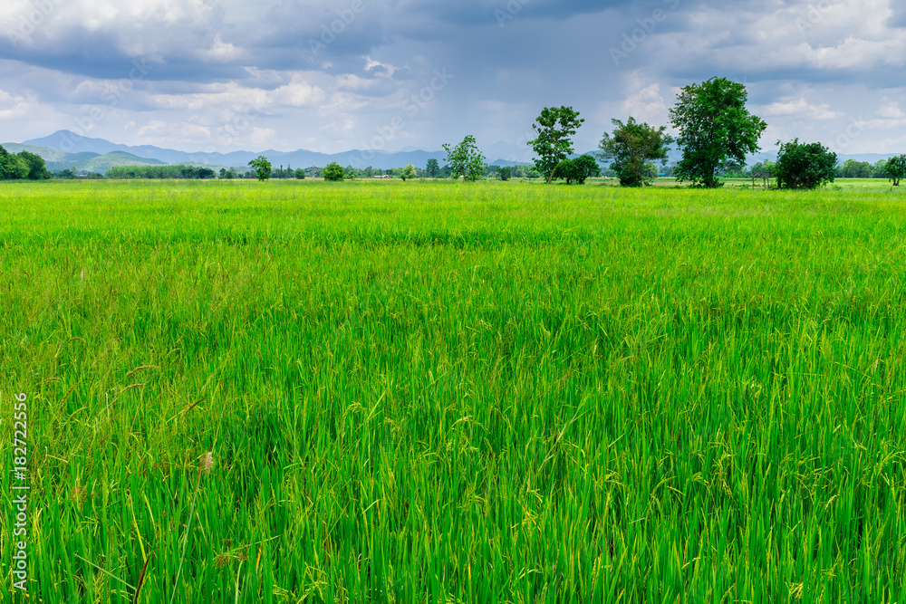 Thai agriculture Thai agriculture