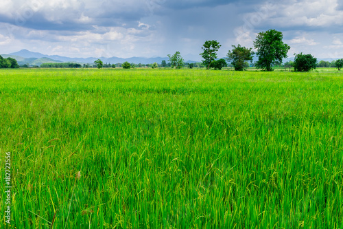 Thai agriculture