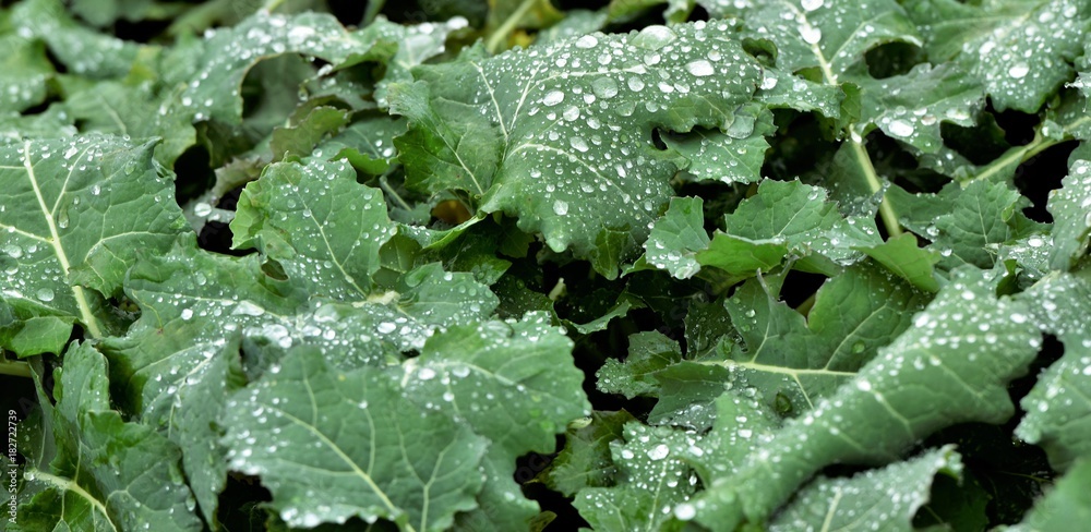 perles d'eau sur les feuilles d'une plante perles d'eau sur les feuilles d'une plante