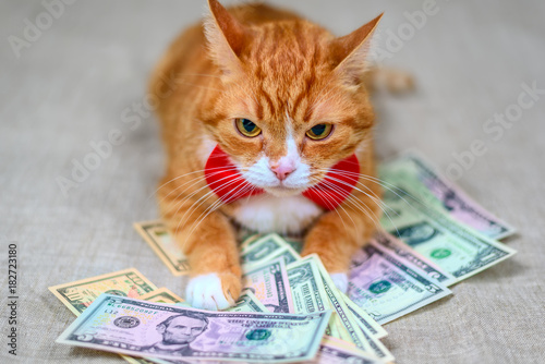 portrait of a red cat among banknotes 