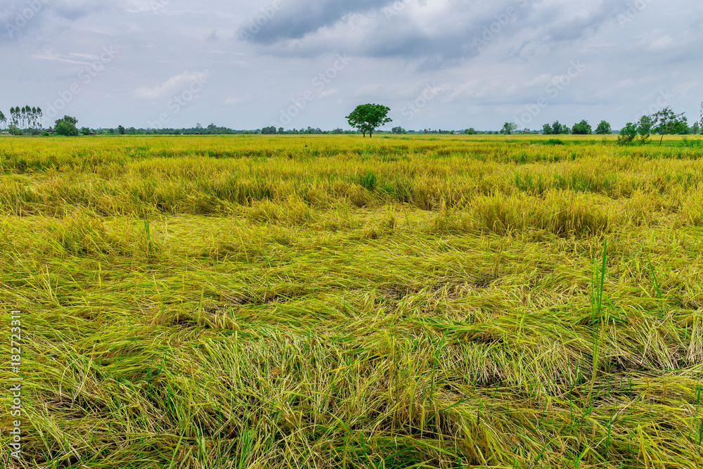 Thai agriculture Thai agriculture