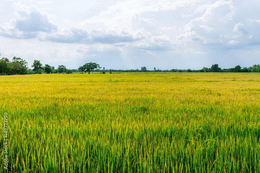 Thai agriculture