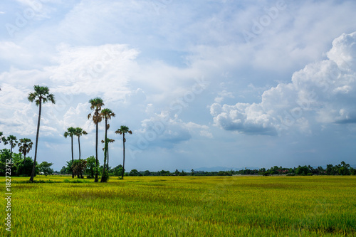 Thai agriculture photo