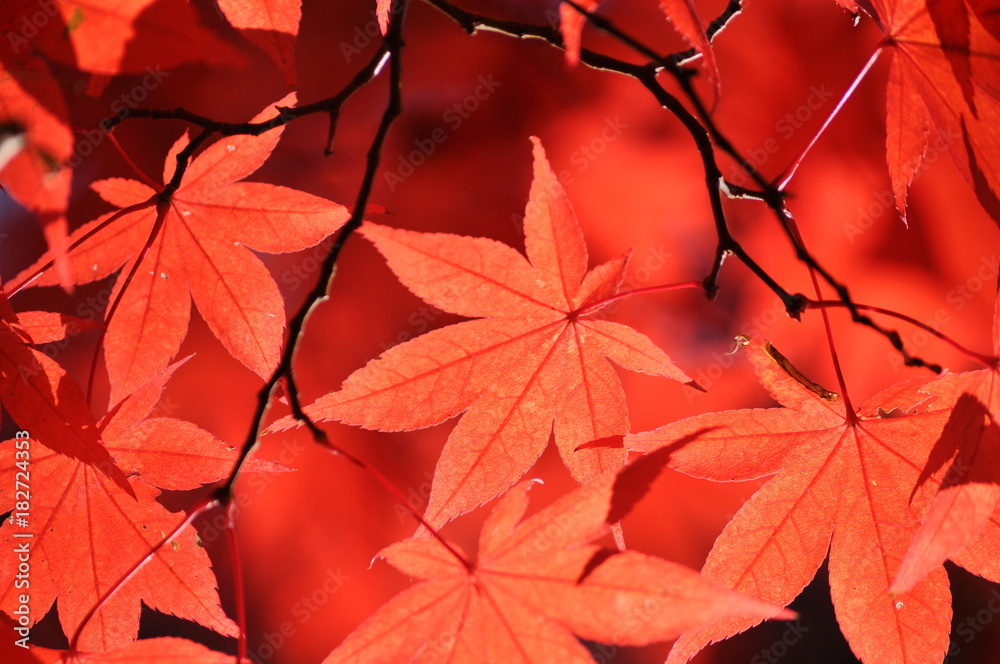 紅葉 紅葉