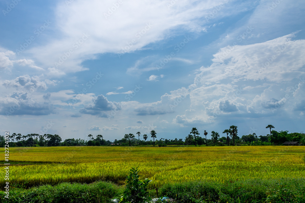 Thai agriculture