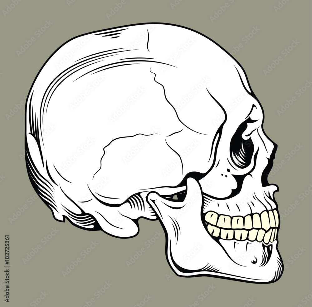 Fototapeta premium Human skull