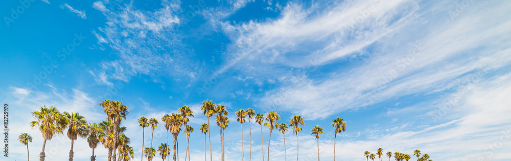 Fototapeta premium Palm trees and blue sky in California