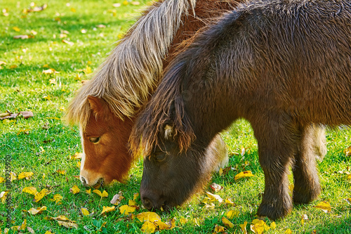 Pony Grazing on a Lown photo