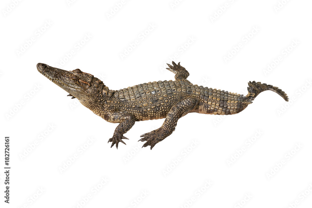 Fototapeta premium crocodile on white background