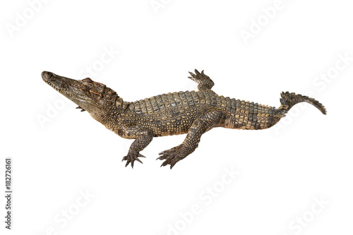 crocodile on white background   © lastfurianec