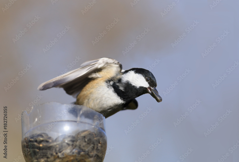 Obraz premium A little bird with a big sunflower seeds is in the trough turning his head to the side