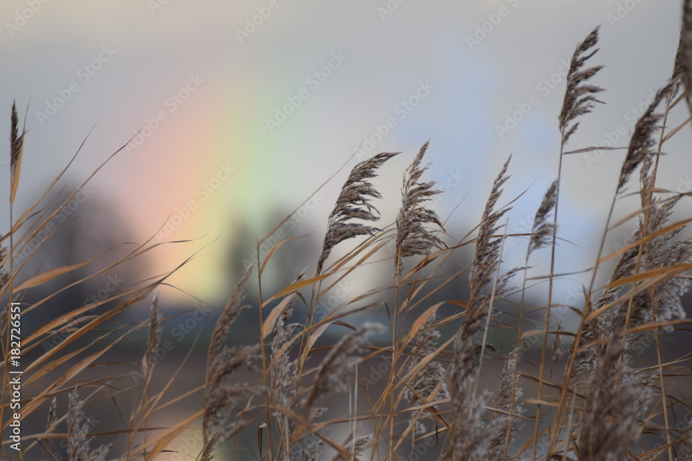 Obraz premium Landscape rainbow with reed on an autumn day in the netherlands