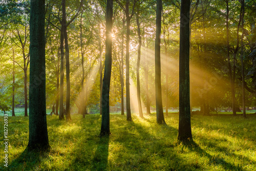 Sunbeams shine through the forest photo