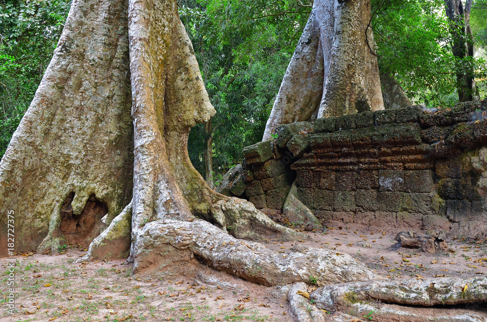 Jungles near Angkor Wat Complex, Siem Reap, Cambodia