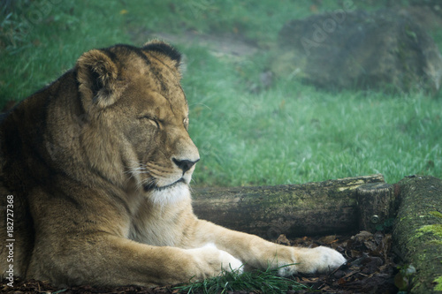 Lioness with closed eyes laying outside of her enclosure