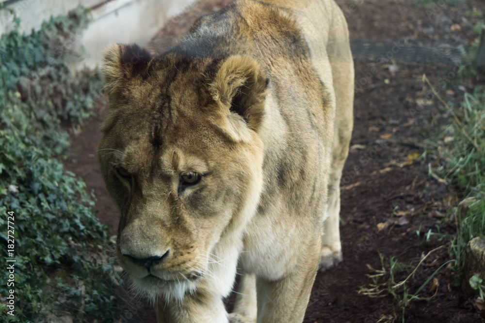 Close up of lioness through glas panel and electric wire Close up of lioness through glas panel and electric wire