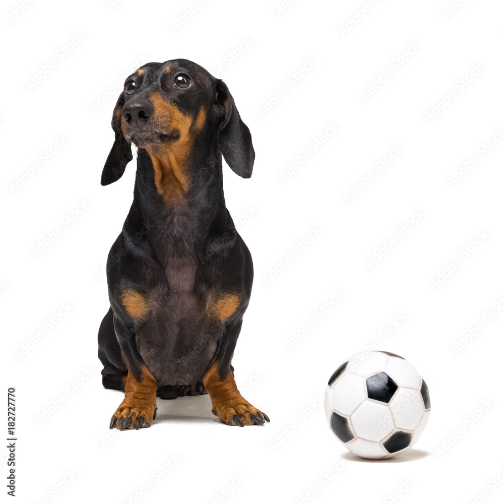 dog dachshund, black and tan, with a white soccer ball isolated on white background