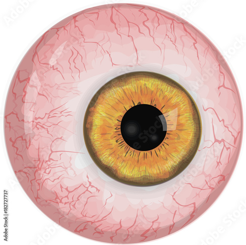 Realistic human eyeball