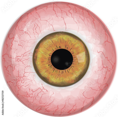 Realistic human eyeball
