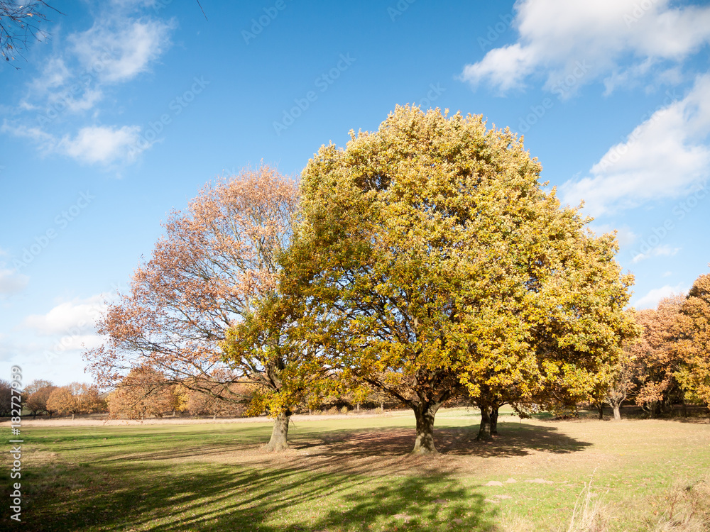 autumn tree landscape grass empty plain land sky blue