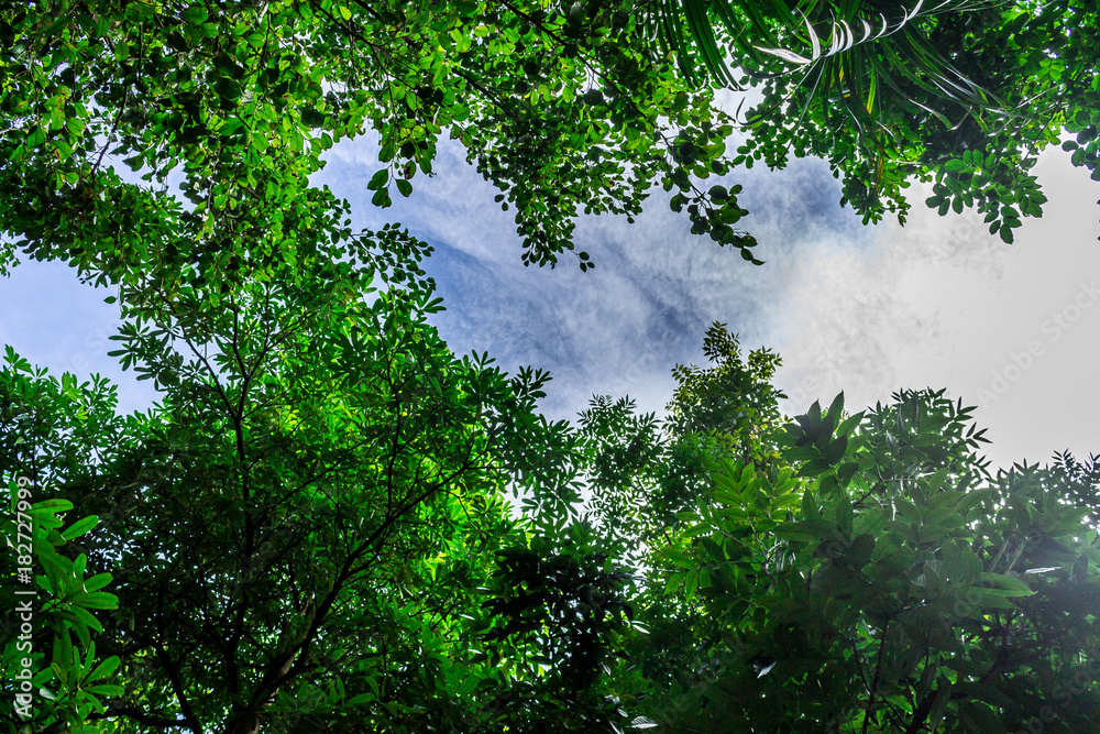 Fototapeta premium Background of nature
