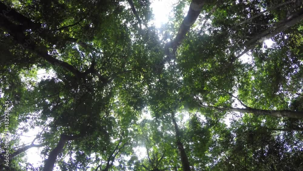 POV walking under a green lush jungle in mexico POV walking under a green lush jungle in mexico