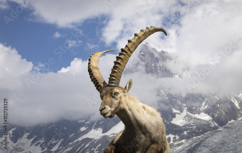 Alpine ibex on a background of mountains. photo