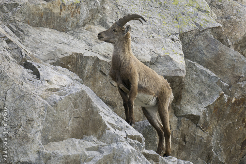 Ibex in the natural environment. French Alps.