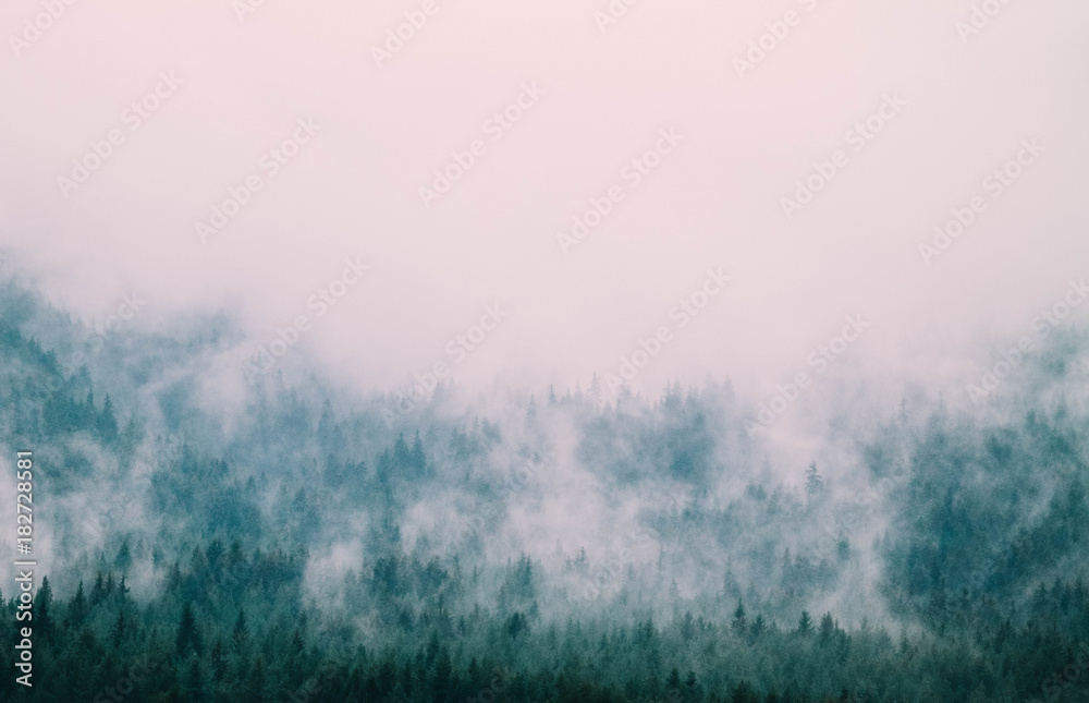 beautiful foggy mystic mountains. Fog clouds at the pine tree mystical woods, morning. Europe, mysterious alpine landscape.