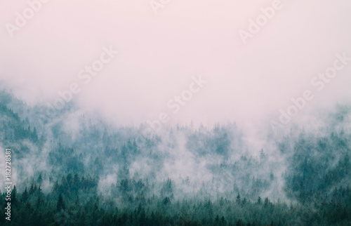 beautiful foggy mystic mountains. Fog clouds at the pine tree mystical woods  morning. Europe  mysterious alpine landscape.