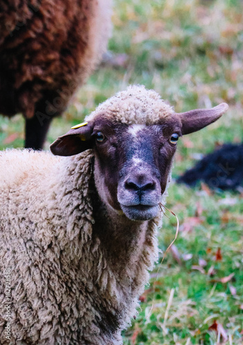 Sheep grazing on a green grass, head closeup. Sheep head portraiture on a grass field, macro view.