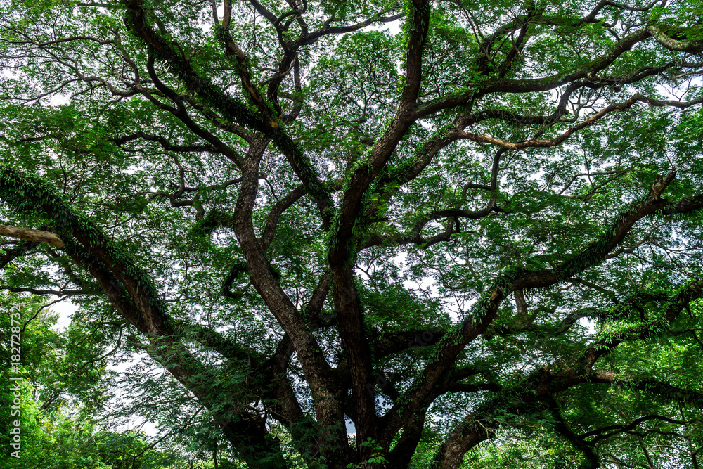 Fototapeta premium Background of nature