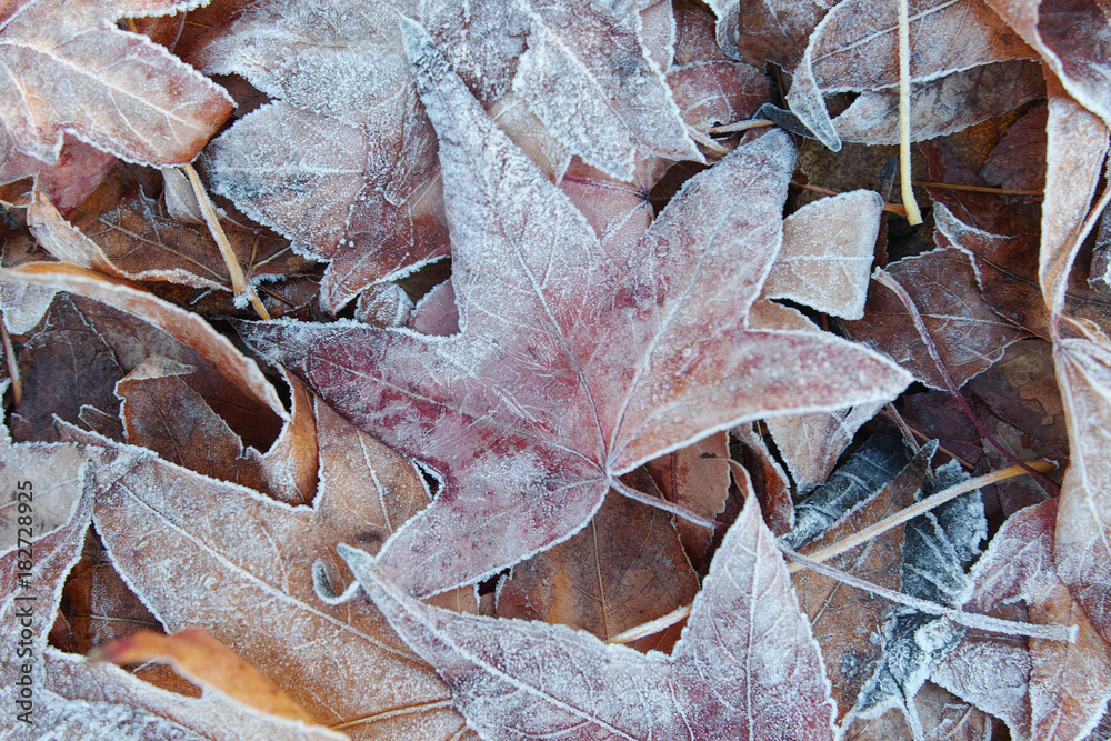 Iced leaves