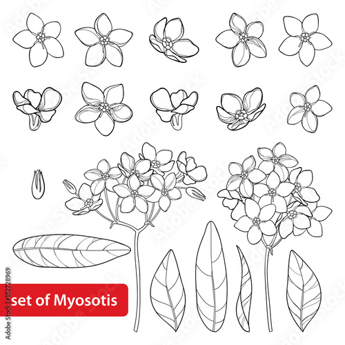 Vector set with outline Forget me not or Myosotis flower, bud, leaves and bunch in black isolated on white background. Wild plant Forget me not in contour style for spring design and coloring book.
