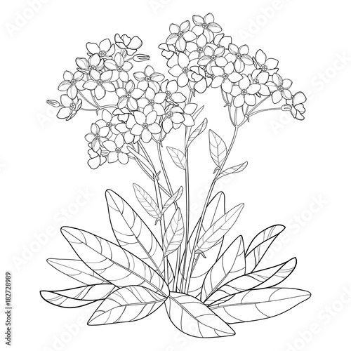 Vector bouquet with outline Forget me not or Myosotis flower, bud and leaves in black isolated on white background. Wildflower Forget me not in contour style for spring design and coloring book.