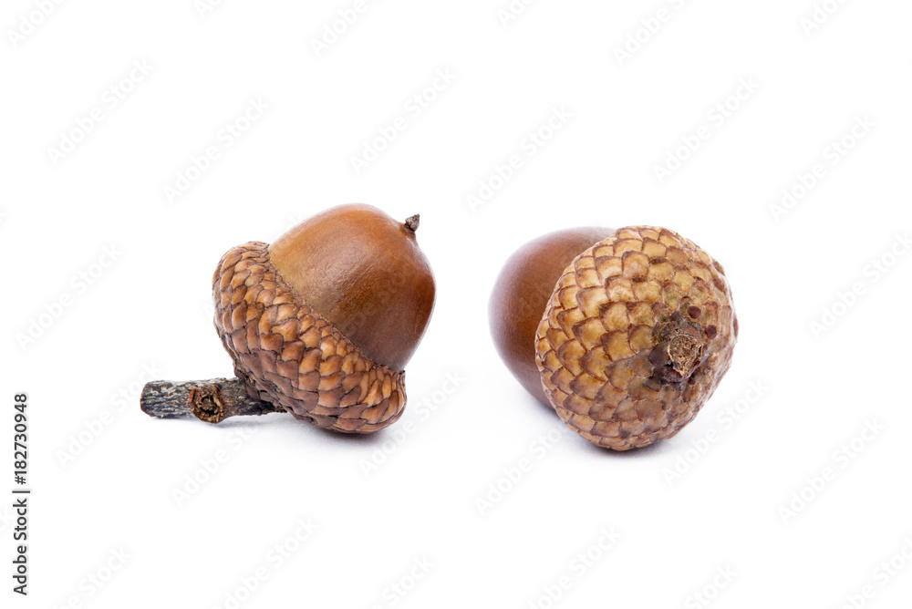 Ripe acorns isolated on a white background Ripe acorns isolated on a white background