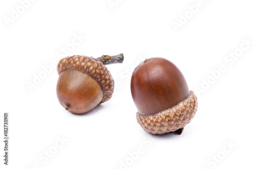 Ripe acorns isolated on a white background