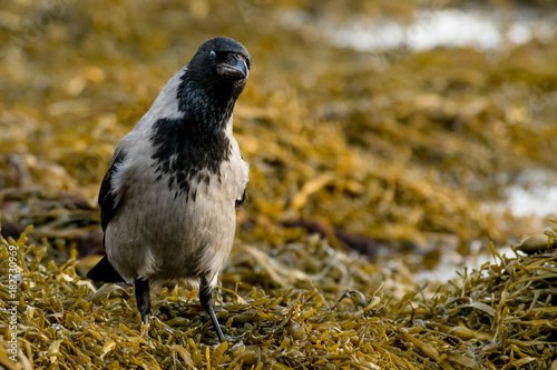 Hooded Crow on seaweed on the Isle of Mull (Corvus cornix) photo