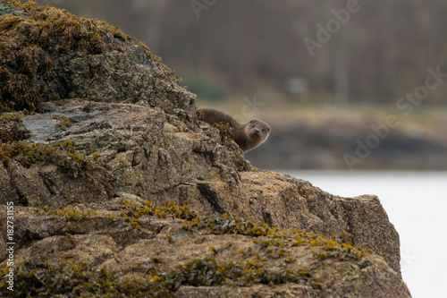 Eurasian otter cub (lutra lutra) on the isle of Mull © Karen Miller