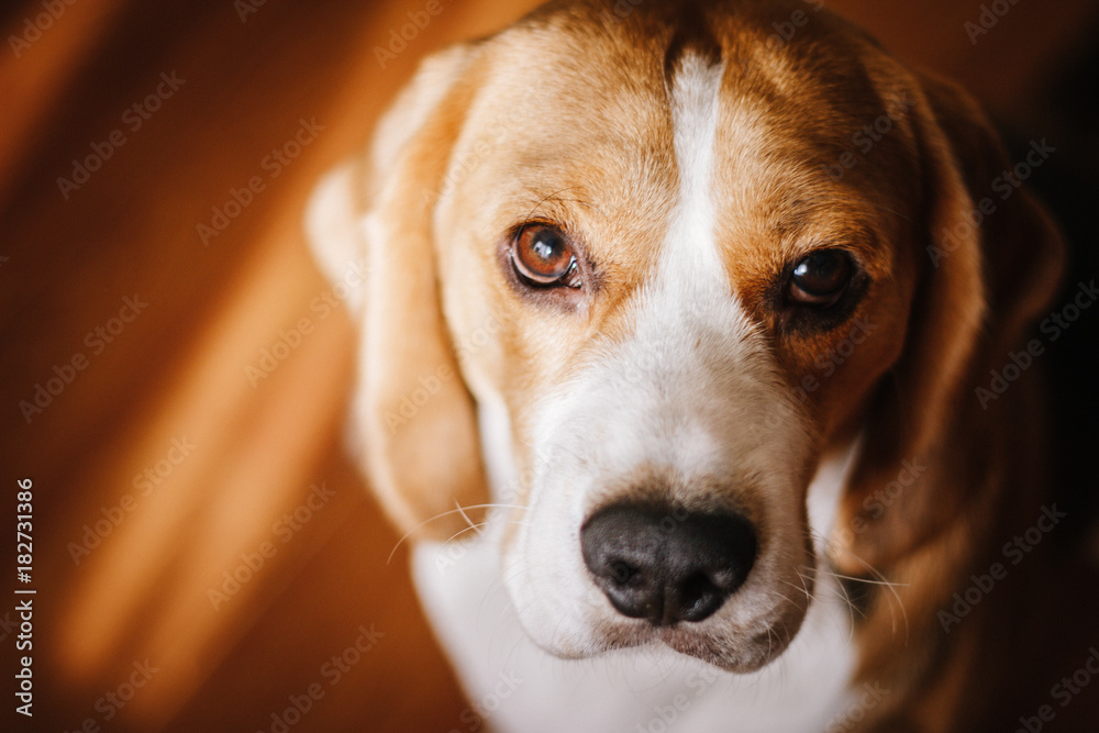 portrait of a dog, sad look