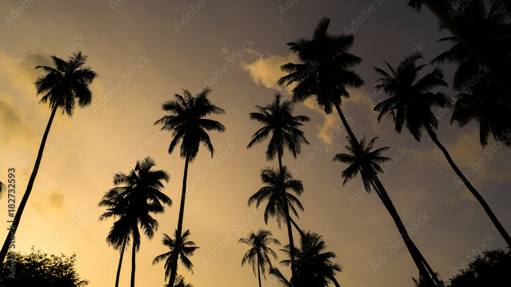  Sunset Palm 