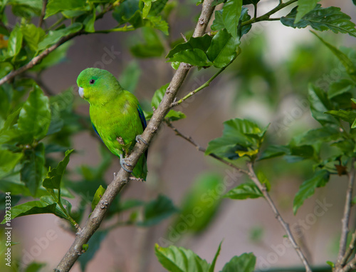 The blue-winged parrotlet (Forpus xanthopterygius) sitting on a branch among the leaves